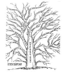 Indo European language tree